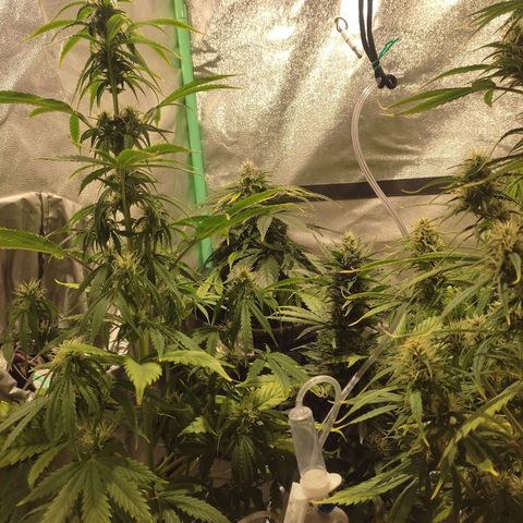 Easy Bud growlog photo: Registro