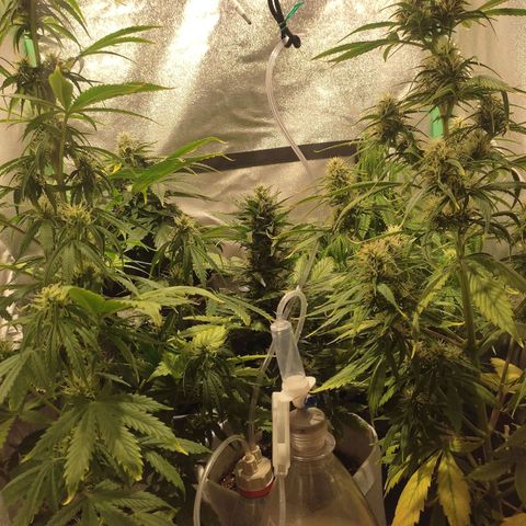 Easy Bud growlog photo: Registro