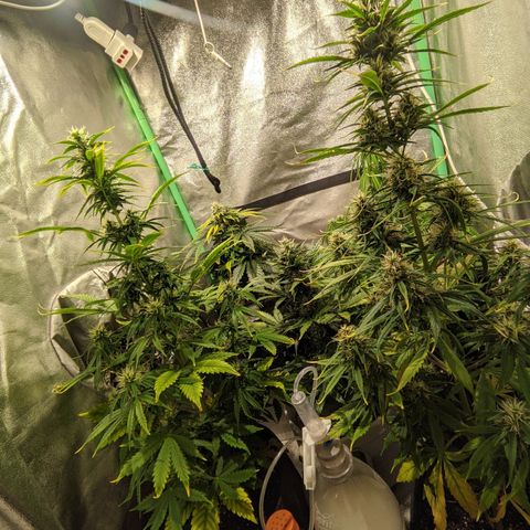 Easy Bud growlog photo: Registro post agua día x medio