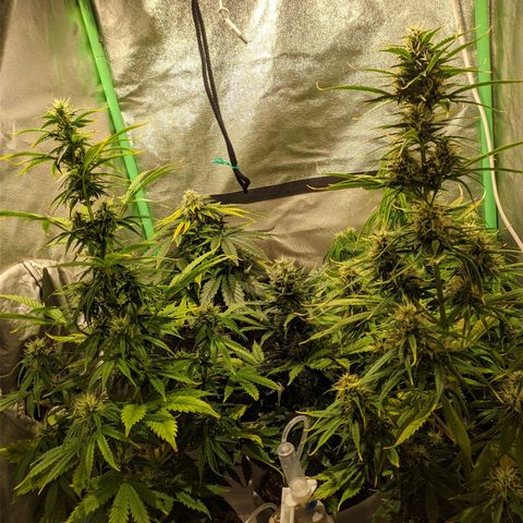 Easy Bud growlog photo: Registro post agua día x medio