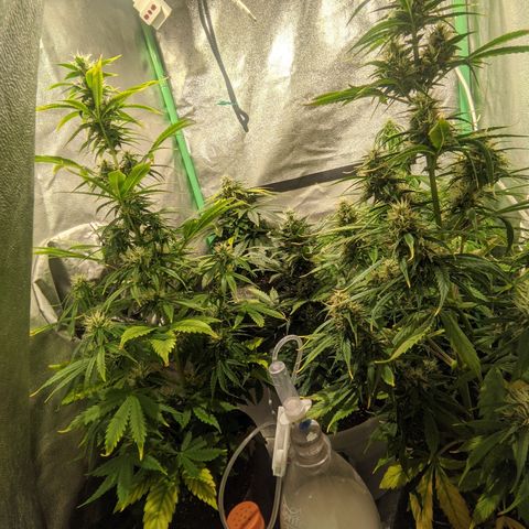 Easy Bud growlog photo: Registro post agua día x medio