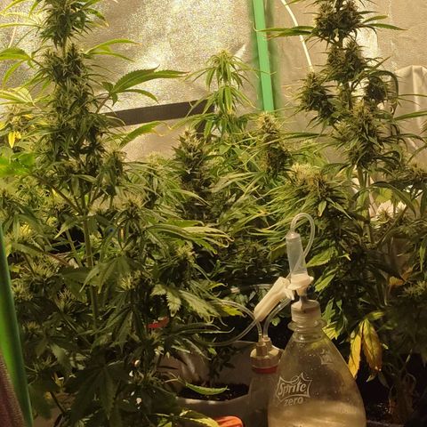 Easy Bud growlog photo: Registro