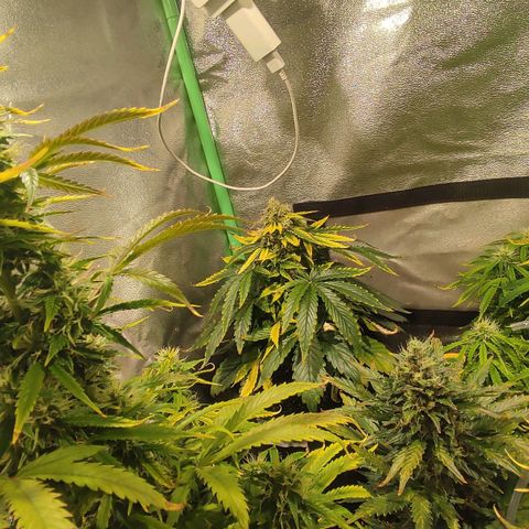 Easy Bud growlog photo: Registro