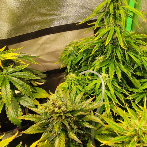Easy Bud growlog photo: Registro