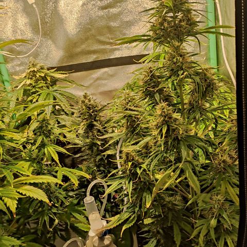 Easy Bud growlog photo: Registro