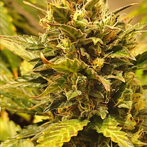 Easy Bud growlog photo: Registro