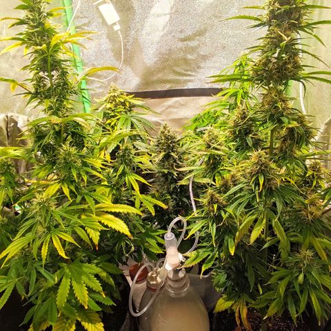 Easy Bud growlog photo: Registro