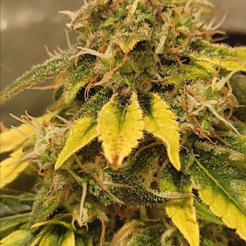 Easy Bud growlog photo: Registro