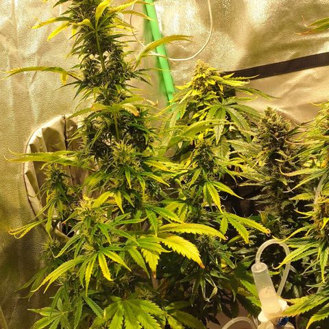 Easy Bud growlog photo: Registro