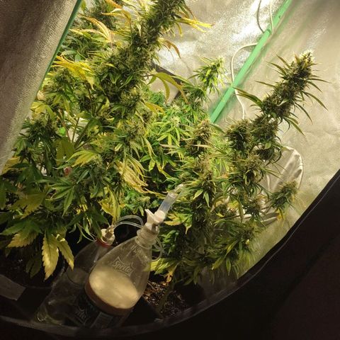 Easy Bud growlog timeline photo