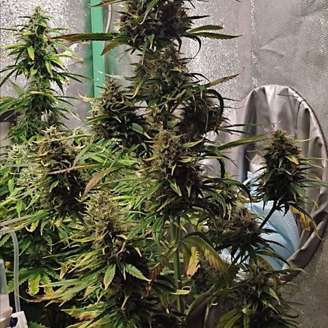 Easy Bud growlog photo: Regristro