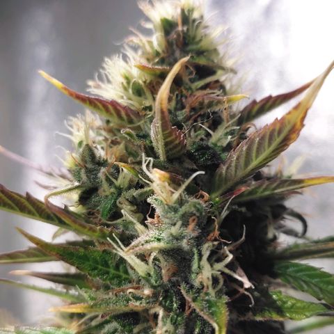 Easy Bud growlog photo: Regristro