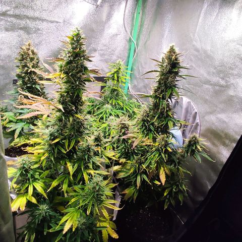 Easy Bud growlog photo: Regristro