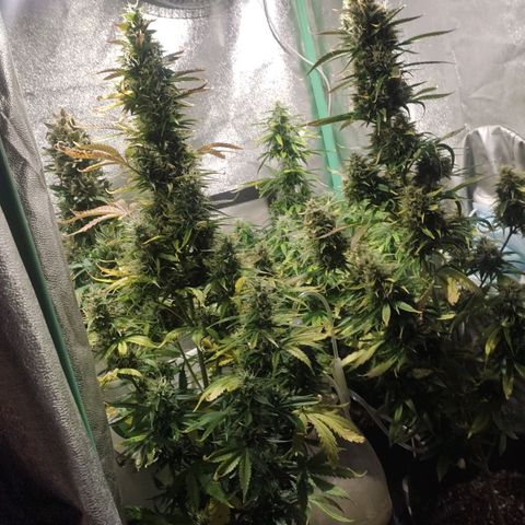 Easy Bud growlog photo: Regristro