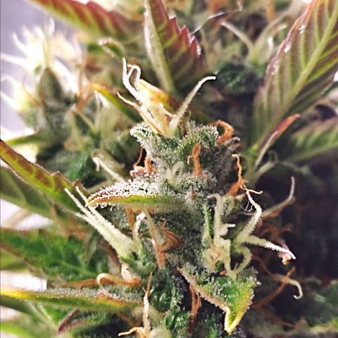 Easy Bud growlog photo: Regristro