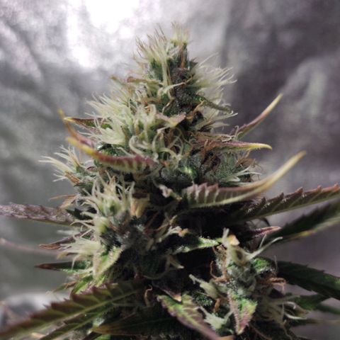 Easy Bud growlog photo: Regristro