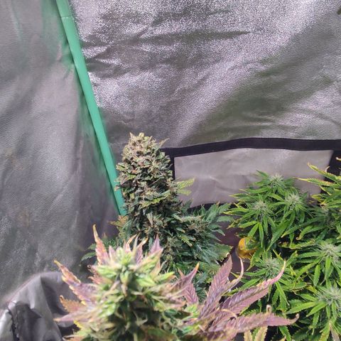 Easy Bud growlog photo: Regristro
