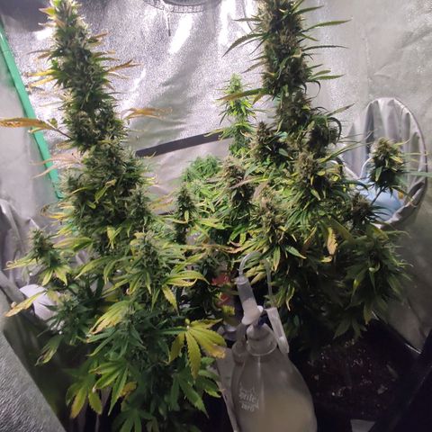 Easy Bud growlog photo: Regristro