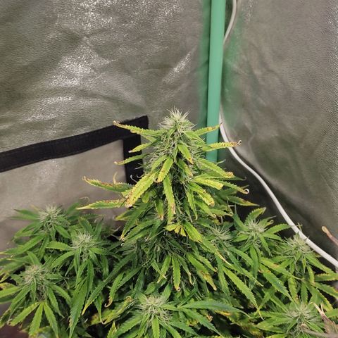 Easy Bud growlog photo: Regristro