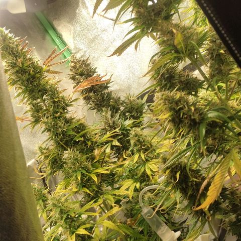 Easy Bud growlog photo: Registro