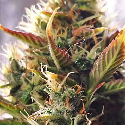 Easy Bud growlog photo: Regristro