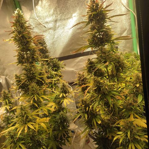 Easy Bud growlog photo: Registro