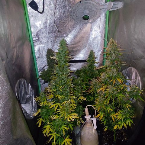 Easy Bud growlog photo: Registro