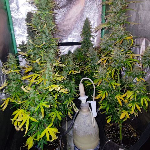 Easy Bud growlog photo: Registro