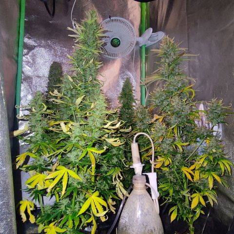 Easy Bud growlog photo: Registro
