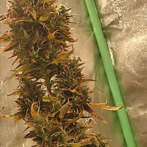 Easy Bud growlog photo: Registro