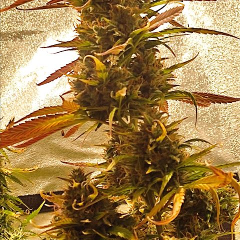 Easy Bud growlog photo: Registro