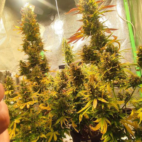 Easy Bud growlog photo: Registro