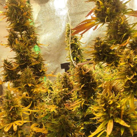 Easy Bud growlog photo: Registro