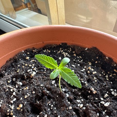 Amnesia Haze Auto growlog timeline photo