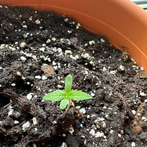 Original Auto Sour Diesel growlog timeline photo