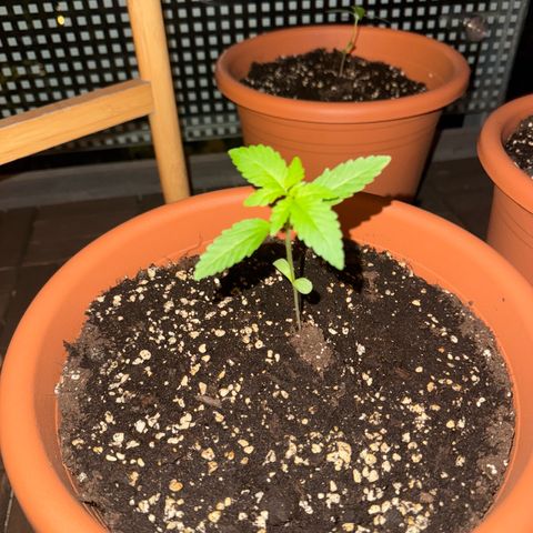 Super Auto Lemon Haze A growlog timeline photo