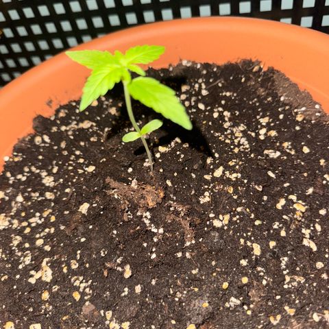 Original Auto Sour Diesel growlog timeline photo