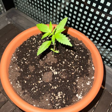 Amnesia Haze Auto growlog timeline photo