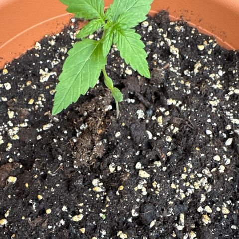 Original Auto Sour Diesel growlog timeline photo