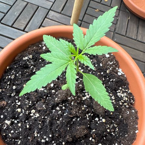 Amnesia Haze Auto growlog timeline photo