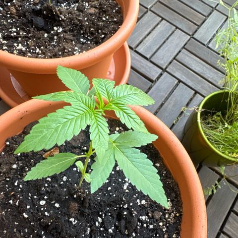 Super Auto Lemon Haze A growlog timeline photo