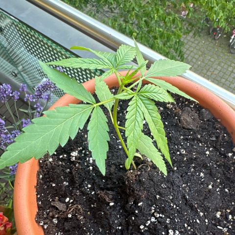 Amnesia Haze Auto growlog timeline photo