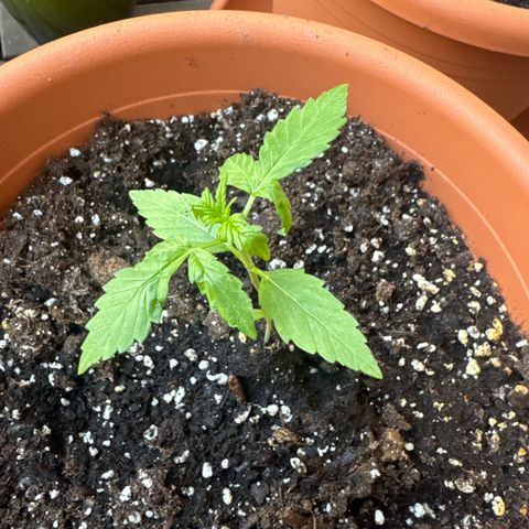 Original Auto Sour Diesel growlog timeline photo