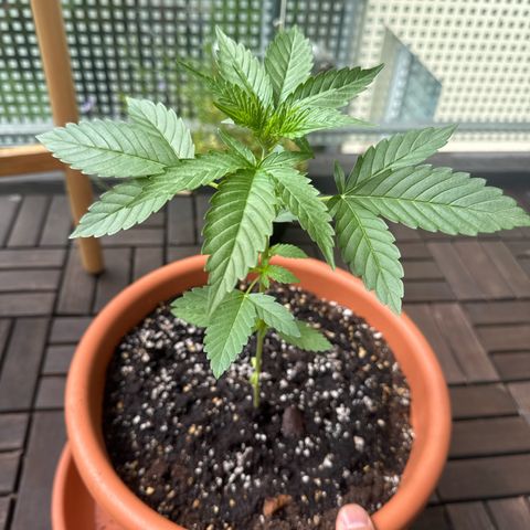 Super Auto Lemon Haze A growlog timeline photo