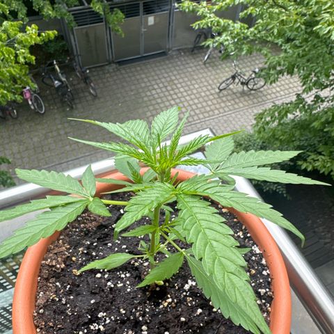 Amnesia Haze Auto growlog timeline photo