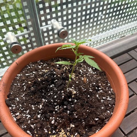 Original Auto Sour Diesel growlog timeline photo