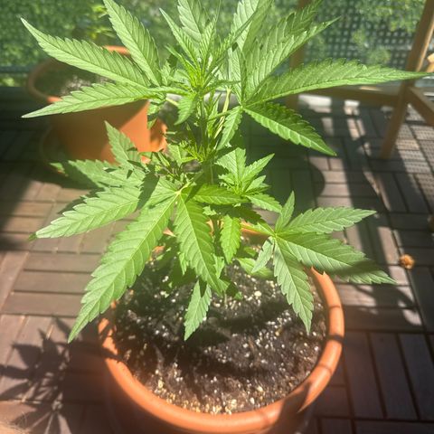 Amnesia Haze Auto growlog timeline photo