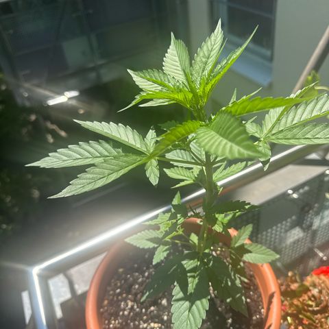 Super Auto Lemon Haze A growlog timeline photo