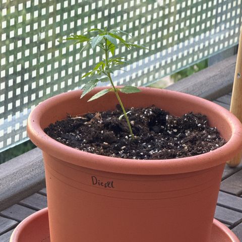 Original Auto Sour Diesel growlog timeline photo