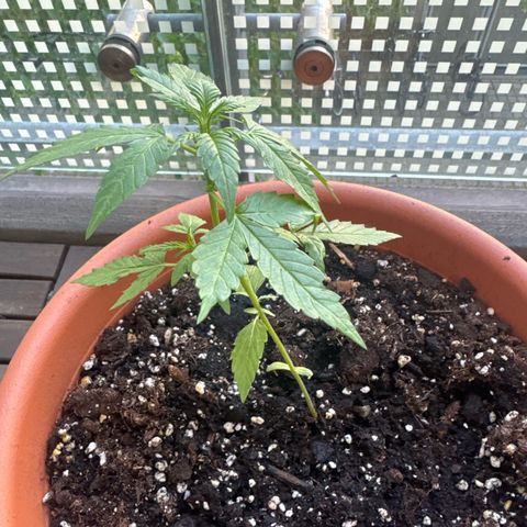 Original Auto Sour Diesel growlog timeline photo